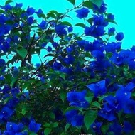 tanaman hias bugenvil bunga kertas biru