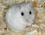 SEPASANG HAMSTER JANTAN BETINA WINTER WHITE PEARL SIAP BREEDING TERNAK