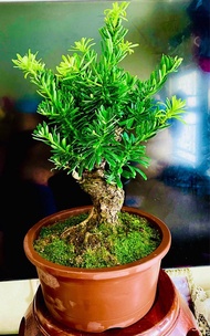 台灣金鑽  羅漢松（新芽葉子呈金黃色、高52厘米，粗7厘米）清貨特價$2500