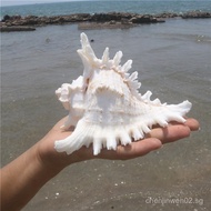 Thousand-Hand Conch Chrysanthemum Conch Natural Sea Conch Shell Aquarium Decoration Aquarium Landsca
