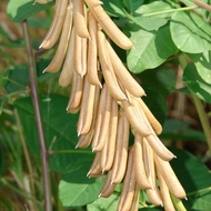 Seed Center - Fresh Herbal Bitter Gourd Leaves (250 Sheets)