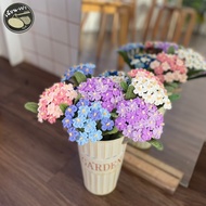 forget me not flower (Don't me)