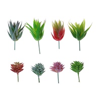Succulents mini stone lotus green plant