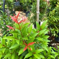 Eugenia sinubanensis, Syzygium campanulatum (1m)