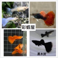 【彩蝦屋】純種 孔雀魚 對魚 全紅白子  天空藍白子  莫斯科籃  黑木炭  藍草尾  黃尾禮服