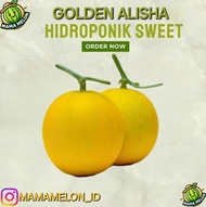 Melon Premium Emas Golden Alisha Hidroponik Organik Sweet Melon Madu Not Dang Farmhill Sunpride Expo
