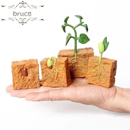 BRUCE1 Simulation Life Cycle Science Toys Educational Toys Action Figures Collection for Children Plant Growth Cycle Model