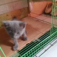 kucing british shorthair