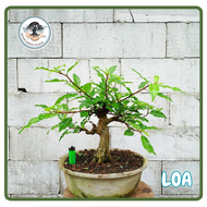 Bahan Bonsai Beringin LOA Program Gerak Dasar