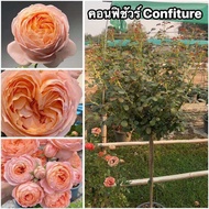 กุหลาบ-ทรีโรสคอนฟิชัวร์Tree Rose Confiture  สีส้ม หอมมาก กลิ่นหอมผลไม้ ดอกใหญ่ ดอกทรงกลมทรงถ้วยฟูๆ เ