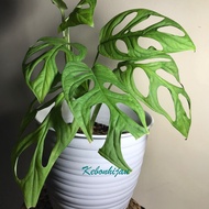 PUTIH 24cm White Tire Wasp Pot/24Cm White Wasp Pot/Wasp Pot/Flower Pot/White Wasp Pot