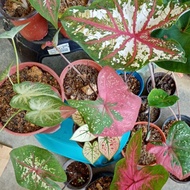 Pelbagai Keladi Caladium Cat Tumpah Red Barret Lance Whorton Bomba Shycool Wonderland Tapestry Anthurium Mirzani Tambuna