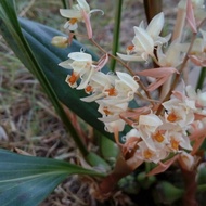 anggrek Chelonistele sulphurea bunga anggrek wangi