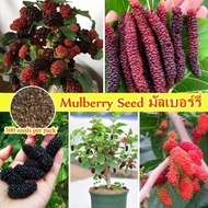 Mulberry Seeds for Sale (300 Seeds Per Bag) Balcony Bonsai Potted Dwarf Mulberry Tree Sweet and Deli