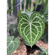 Anthurium Clarinervium King Hybrid / King Dark Form