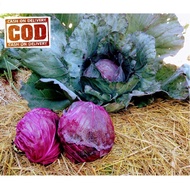 KOL UNGU / KUBIS UNGU 5 pcs biji / benih / bibit KOL UNGU / KUBIS / KUBIS UNGU - seed sayur / bibit