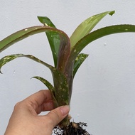 Bromeliad Billbergia Casa Blanca (baby plant)