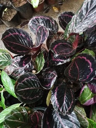 Calathea Dottie