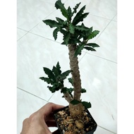 Nice Euphorbia Decaryi 老庄皱叶麒麟大块垠