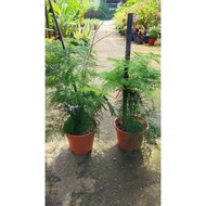 Asparagus Setaceus Fern Plant / Pokok Asparagus Hiasan