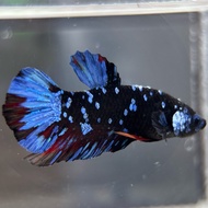 Gambar Ikan Laga Betta Fish Avatar