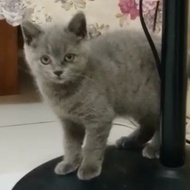 British shorthair kucing kitten