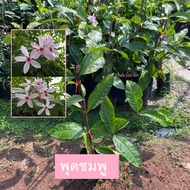ต้นพุดชมพู พุดชมพู (Shrub Vinca) ไม้ดอก มีดอกกลิ่นหอม สวย (รับประกัน ส่งใหม่ฟรี หากสินค้าเเสียหาย!!)