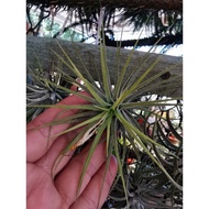 Air plant #tillandsia Ionantha druid