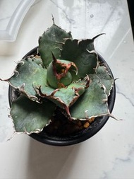 龍舌蘭 白鯨嚴龍