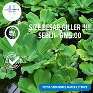 GIANT WATER LETTUCE / KIAMBANG Floating Plant -@ Aquascape @ Aquarium @ betta @ guppy AQUAFORCE