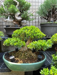 小品盆栽・雀舌黃楊