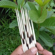 bulu landak asli hutan