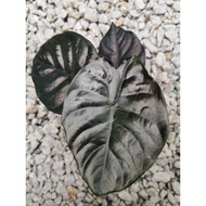 Rare Species Alocasia Infernalis 'Kapit'/ Indoor Plant / Real Live Plant / Office Plant / House & Ga