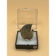 Madagascar Ammonite 111