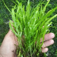 Kadaka trident Tanaman Aquacape Hiasan Akuarium