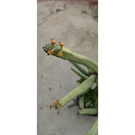 [CUTTING ONLY] Euphorbia
