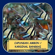IKAN HIAS AIR LAUT - CAPUNGAN AMBON / KARDINAL BANGGAI