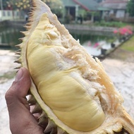 G♫Q7 DURIAN PETRUK UTUH (PERBUAH) L㊚ZN