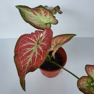 Caladium 'Pink Beauty"