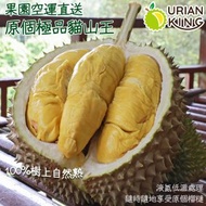 GOLDTHON - 馬來西亞原個D197貓山王榴槤(1.4kg連殼)(急凍)06777 (到期日：10/2/2026 或之前)