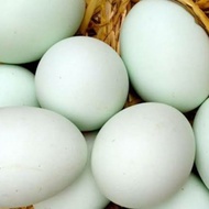 jual telur bebek asli bisa untuk jamu dan di tetaskan