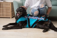 寵物輔助衣 後癱款 L號 高齡犬 行動不便 寵物輔具 協助行走