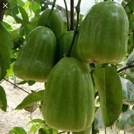 Pokok Jambu Madu hijau hybrid jambu air hijau manis
