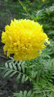 เมล็ดดอกไม้ เมล็ดดาวเรืองสีเหลืองดอกใหญ่ 1 ซอง บรรจุ 200 เมล็ด