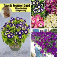 [Easy To Grow In Malaysia] Assorted Colours Torenia Fournieri Flower Seeds (500pcs) 夏堇 Benih Torenia