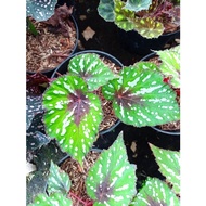 Tanaman Hias Begonia rex Mutiara