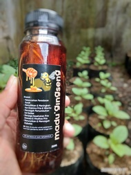 madu gingseng merah korea