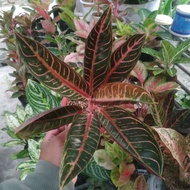 Aglaonema Red Sumatra POS