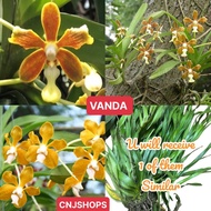 VANDA ORCHID 01 PLANT MATURE(NO POT, ONLY PLANT)
