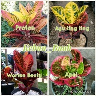 Paket 4 Tanaman Puring Koleksi Puring Worten Beuty - Puring Proton -